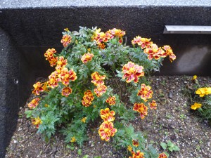 P1100628