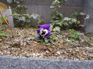 P1110239